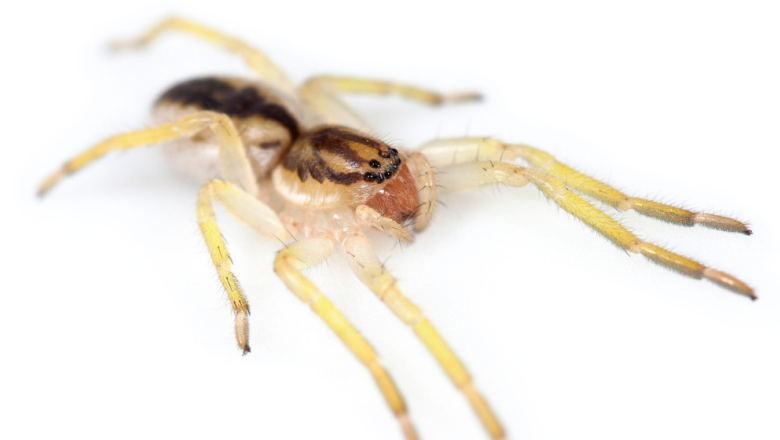 "Yagania chuanisin": el hallazgo de una araña única aporta claves sobre la historia natural de la Isla de los Estados