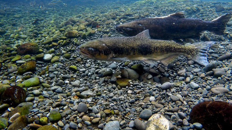 “Ni siquiera sabíamos qué había”: el enigma de los peces nativos de Tierra del Fuego 
