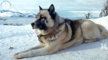 Poncho y la épica olvidada del Perro Polar Argentino