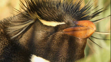 Pingüinos del fin del mundo: “La población del penacho amarillo decrece cerca de un 2% anual"