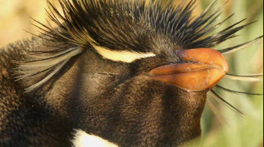 Pingüinos del fin del mundo: “La población del penacho amarillo decrece cerca de un 2% anual"