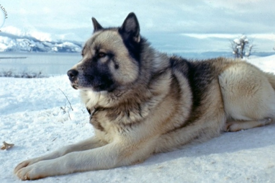 Poncho y la épica olvidada del Perro Polar Argentino