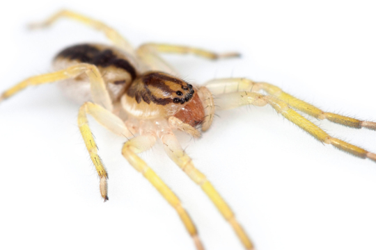 "Yagania chuanisin": el hallazgo de una araña única aporta claves sobre la historia natural de la Isla de los Estados