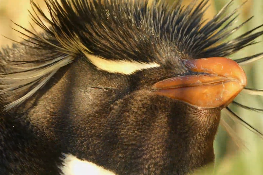 Pingüinos del fin del mundo: “La población del penacho amarillo decrece cerca de un 2% anual"
