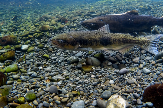 “Ni siquiera sabíamos qué había”: el enigma de los peces nativos de Tierra del Fuego 